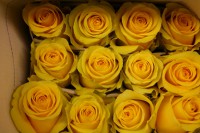 YELLOW MAGIC
